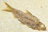 Limestone with Two Fossil Fish (Knightia) - Wyoming #348112-1